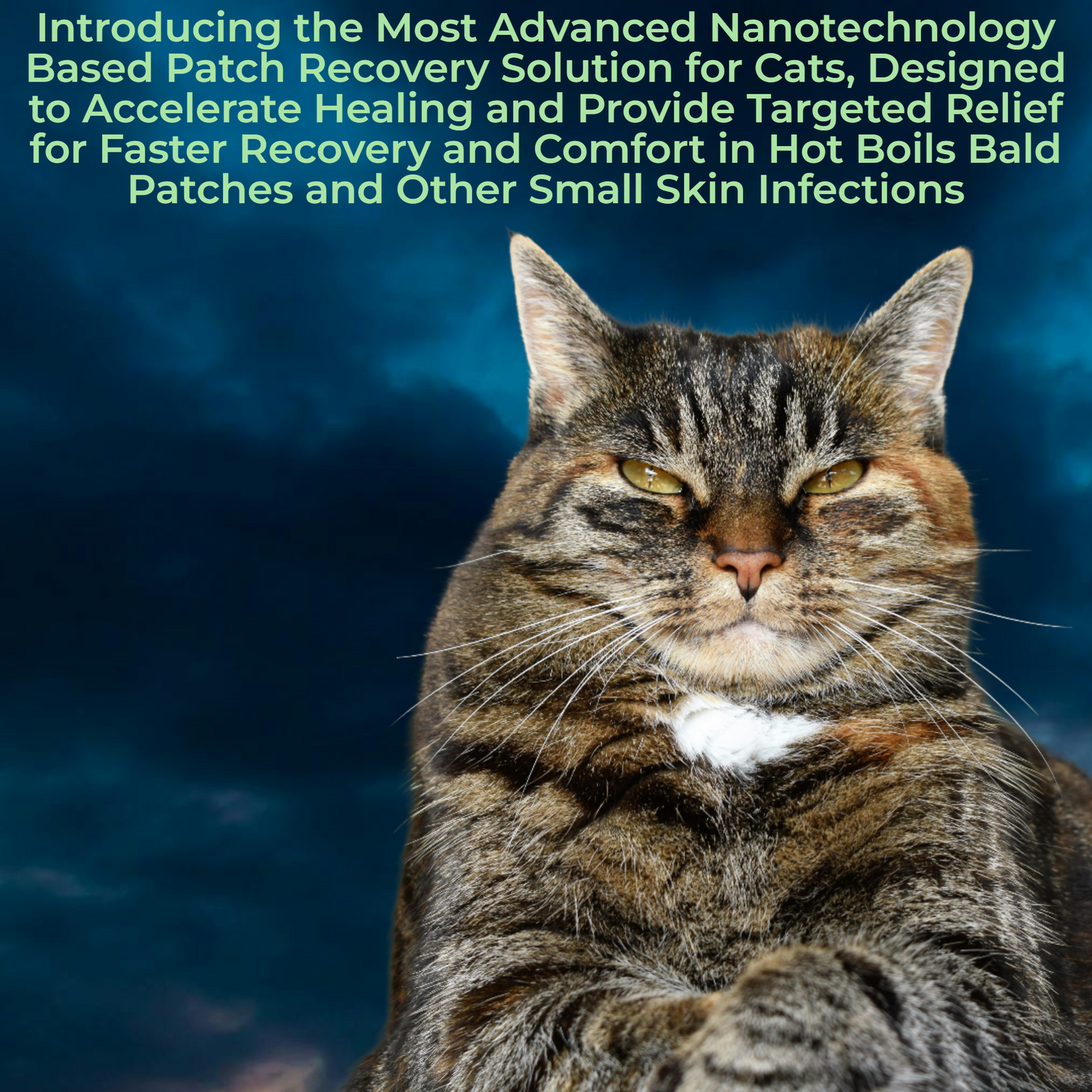 Patch Recovery Spray for Cat (100 ml / Piece)
