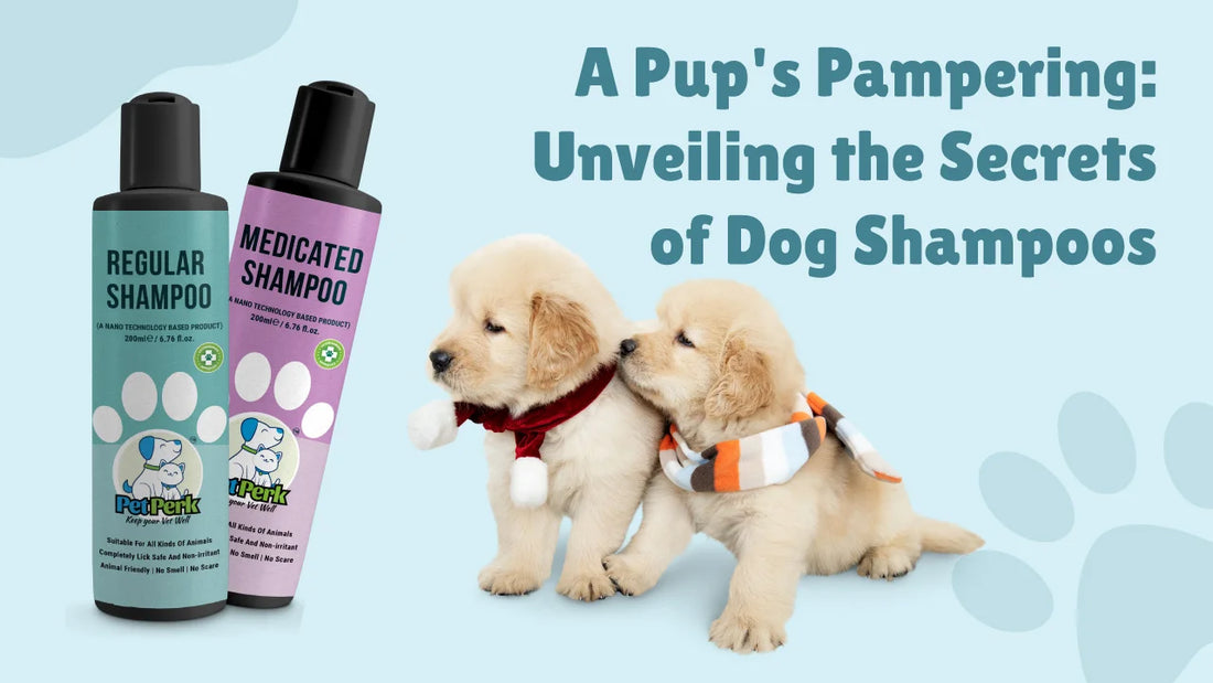 Is regular shampoo safe for dogs deals