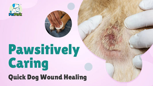 Pawsitively Caring: Quick Dog Wound Healing