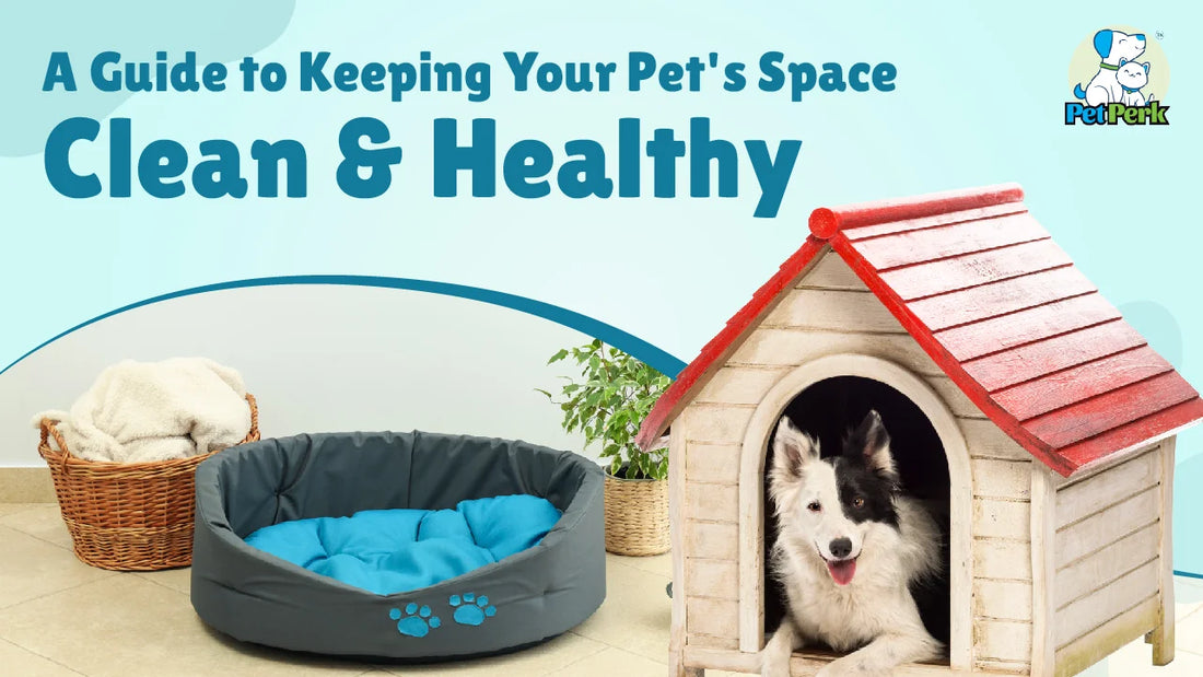 Pet Care Tips for a Clean and Organized Space - gmedia