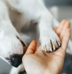 PAW OR CLAWS