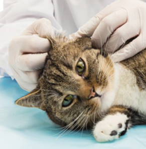 EAR INFECTION