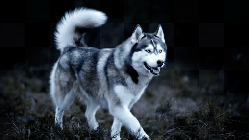 Complete Care Kits for Dogs