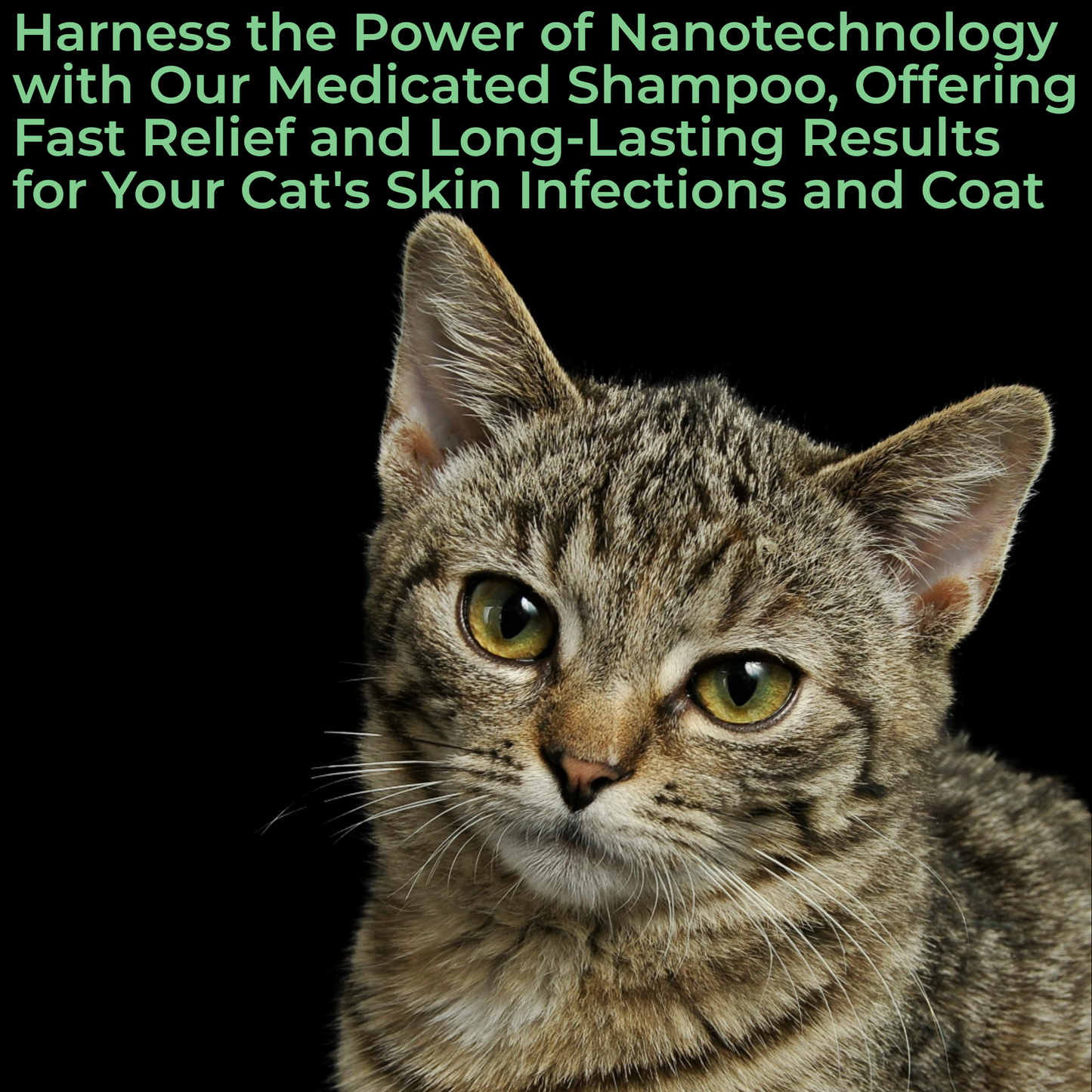 Paw Shield Care Kit
