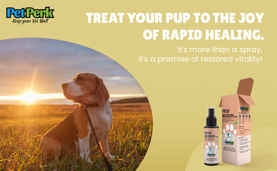 Patch Recovery Spray For Dogs | 100 ml, 1 Piece